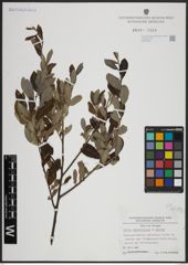 Foto von Salix atrocinerea Brot. x Salix aurita L.